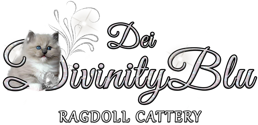 Dei Divinityblu – Allevamento Ragdolls
